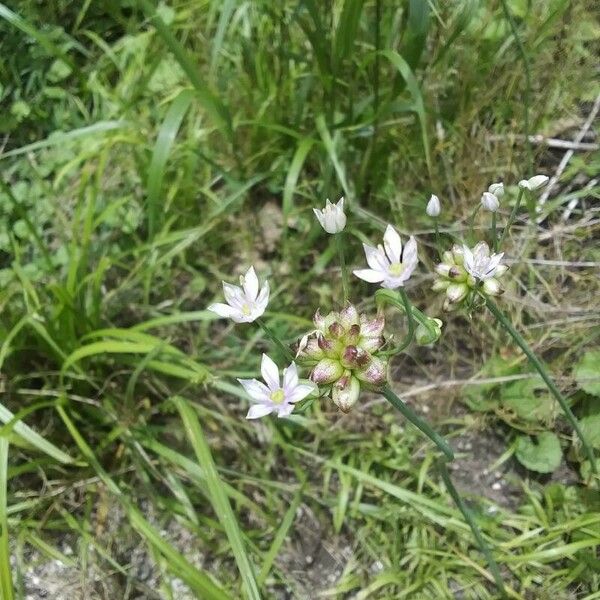 Allium canadense Fleur