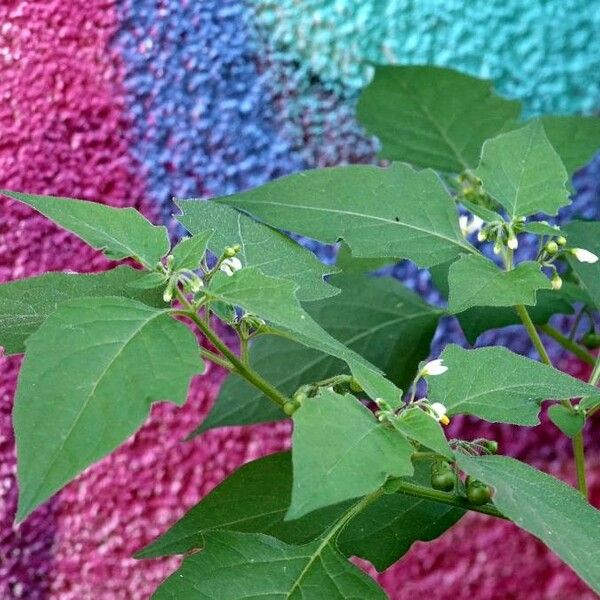 Solanum americanum برگ