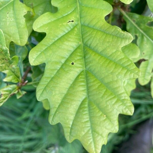 Quercus petraea برگ