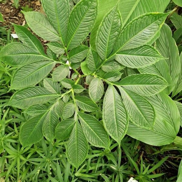 Amorphophallus konjac Leaf