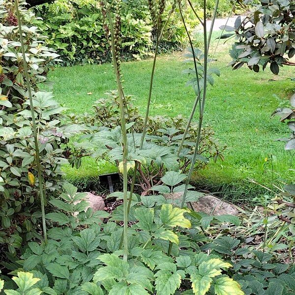 Actaea racemosa Агульны выгляд