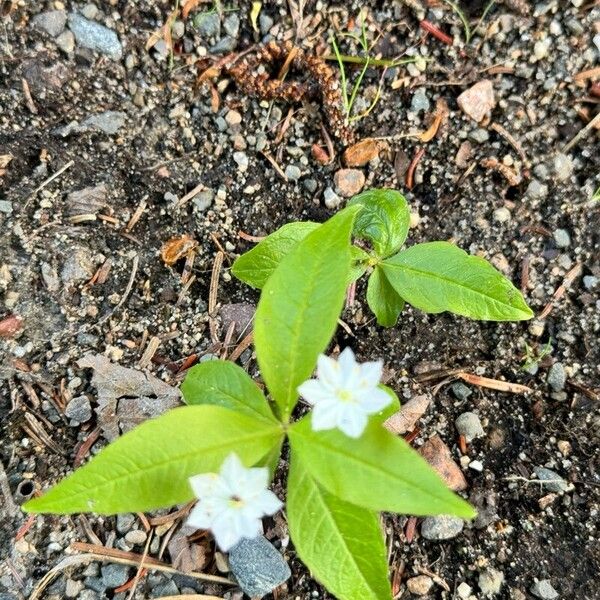 Lysimachia borealis Květ