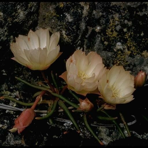 Lewisia rediviva Blodyn