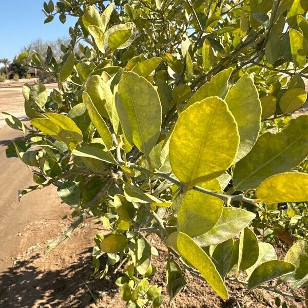 Citrus × aurantiifolia Blad