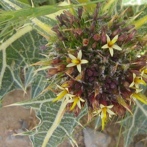 Gundelia tournefortii Fruit