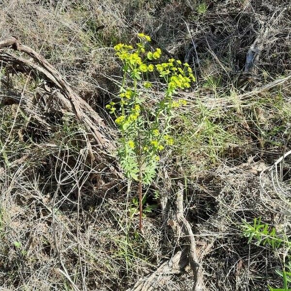 Euphorbia segetalis Sonstige