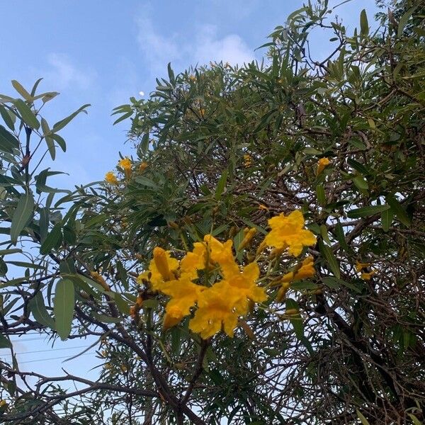 Tabebuia aurea Flor