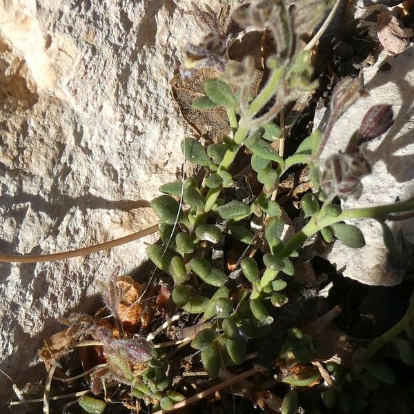 Chaenorhinum origanifolium Deilen