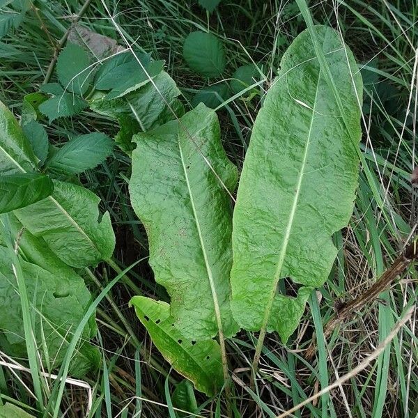 Rumex patientia Folha