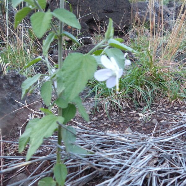 Hibiscus micranthus 形态