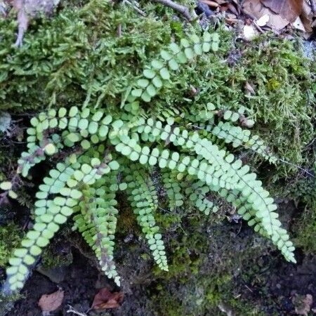 Asplenium trichomanes Hostoa