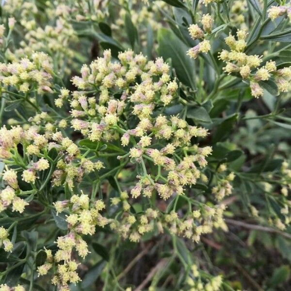 Baccharis halimifolia Blüte