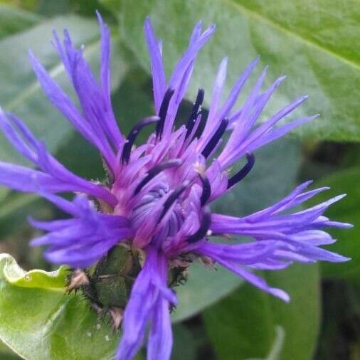 Centaurea montana 花