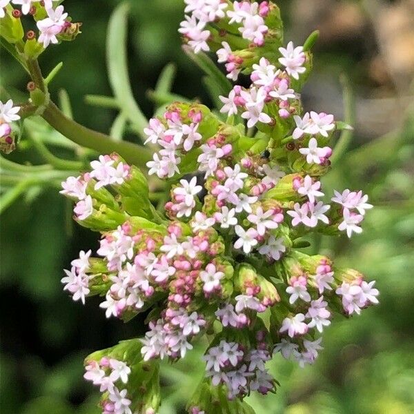 Valeriana calcitrapae Blüte