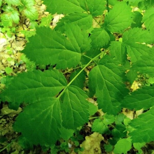 Actaea spicata Лист