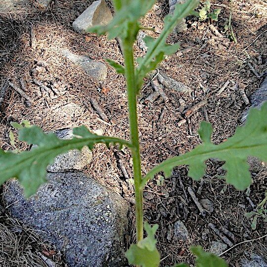 Senecio viscosus Schors