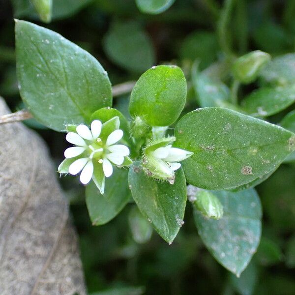 Stellaria media Övriga