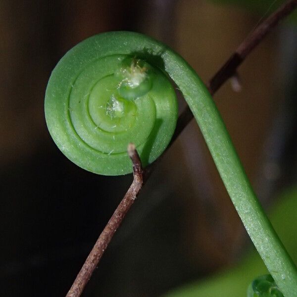 Lygodium microphyllum Folio