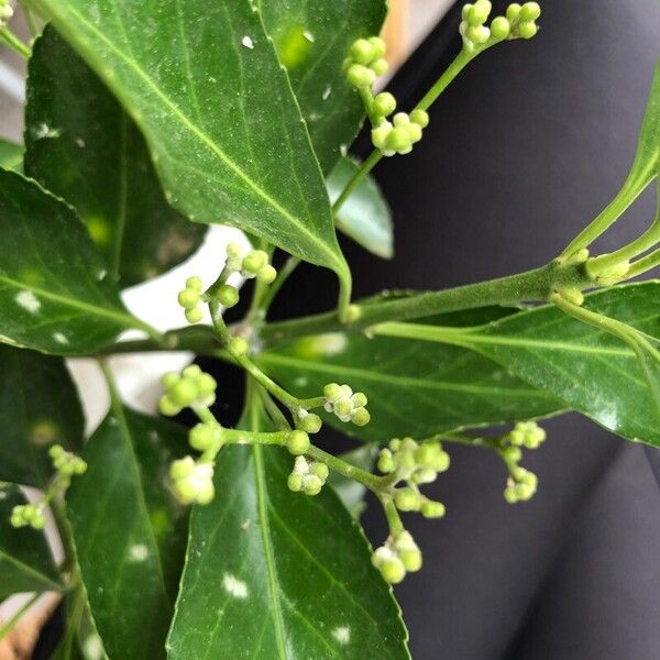 Euonymus japonicus Fruit