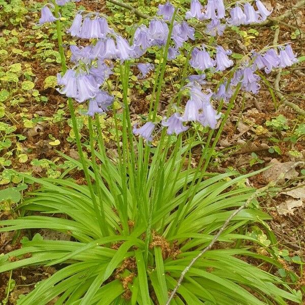 Hyacinthoides non-scripta Kukka