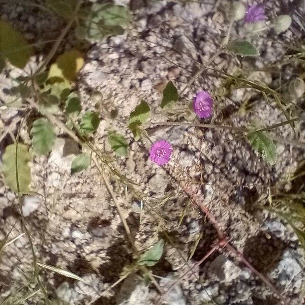 Allionia incarnata Flower