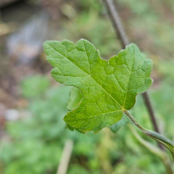 Heracleum sibiricum Leaf