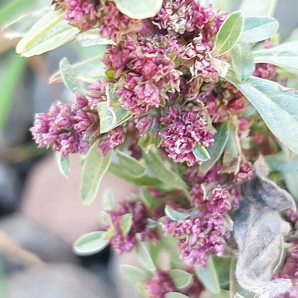 Amaranthus blitoides Blüte