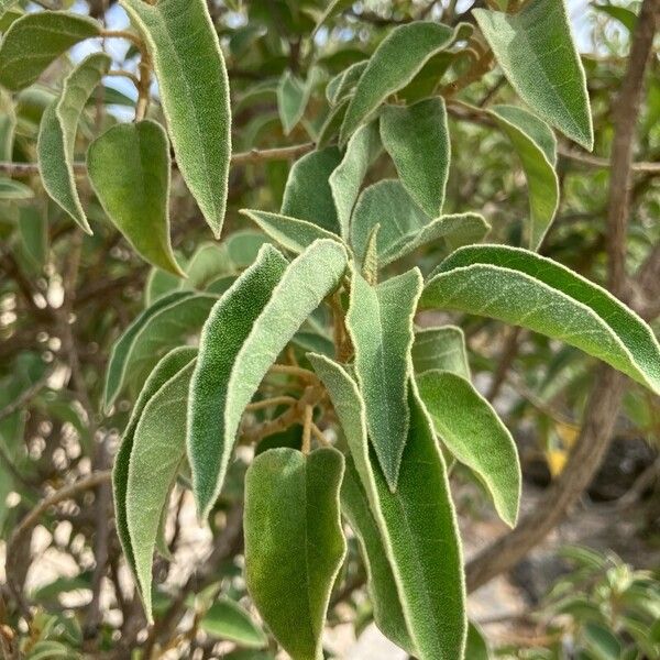 Croton flavens Blad