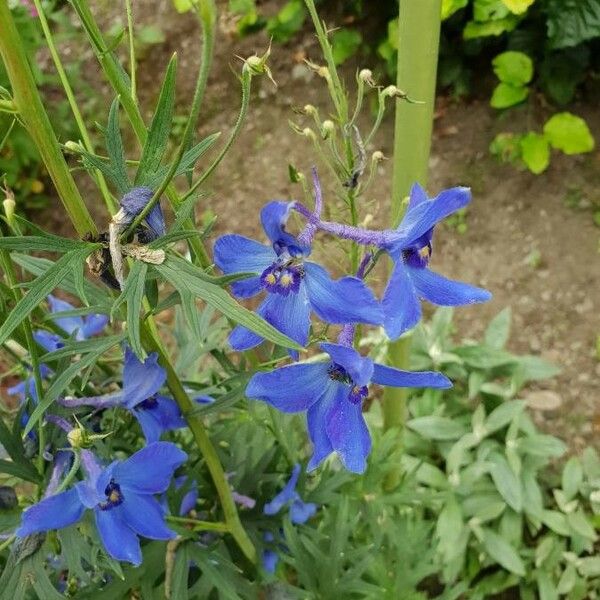 Delphinium menziesii Květ