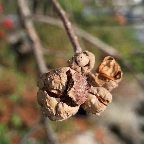 Taxodium distichum 果実