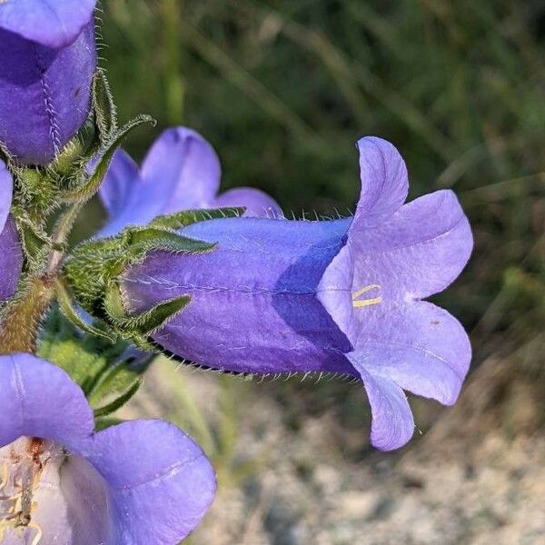 Campanula speciosa Květ