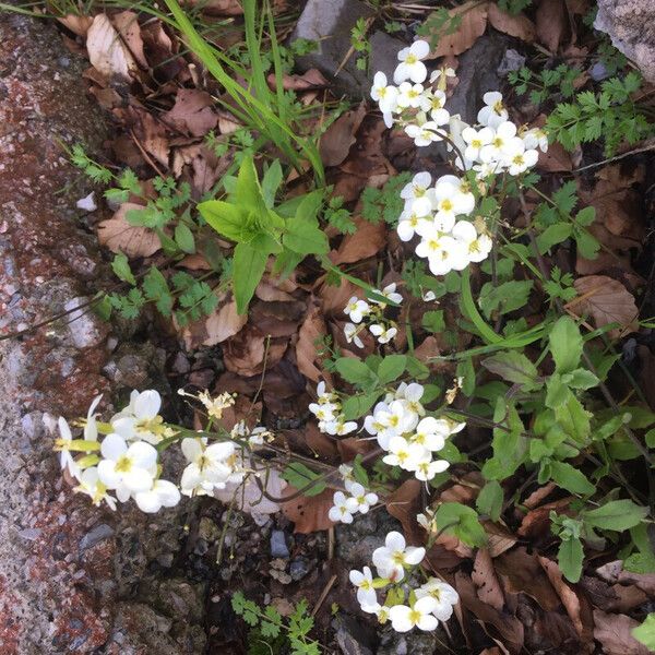 Arabis alpina പുഷ്പം