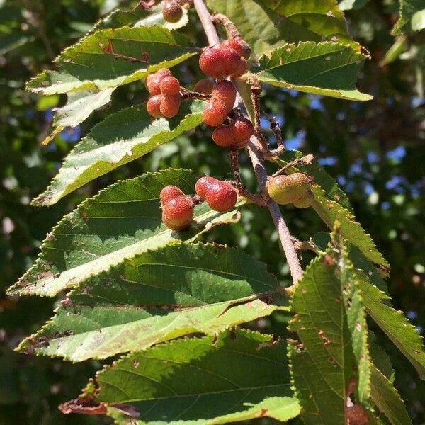 Grewia flavescens Froito