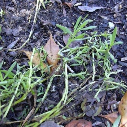 Euploca procumbens Συνήθη χαρακτηριστικά