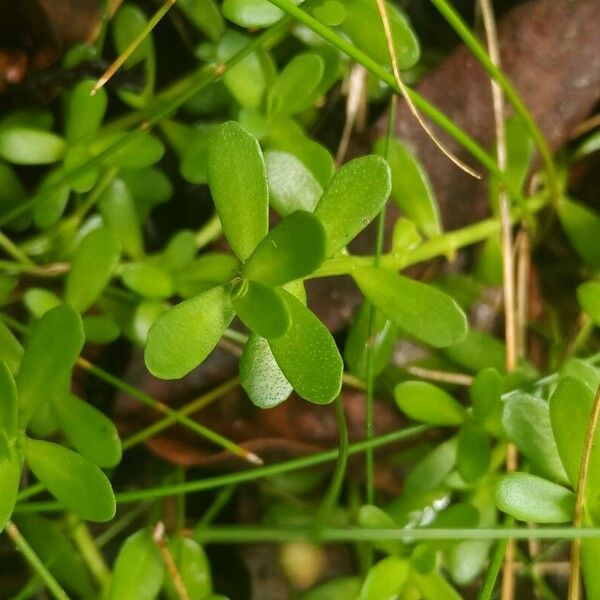 Bacopa monnieri Foglia