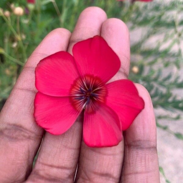 Linum grandiflorum Λουλούδι