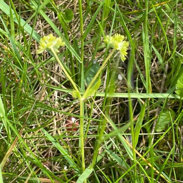 Valerianella eriocarpa Habitus