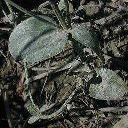 Centaurium pulchellum Φύλλο