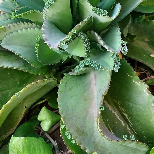 Kalanchoe laetivirens برگ