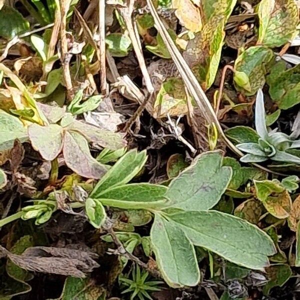 Sibbaldia procumbens পাতা