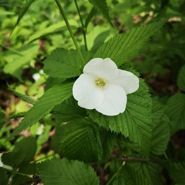 Rhodotypos scandens Flor