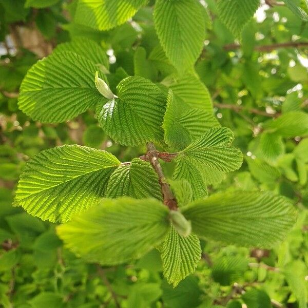 Viburnum plicatum Листок