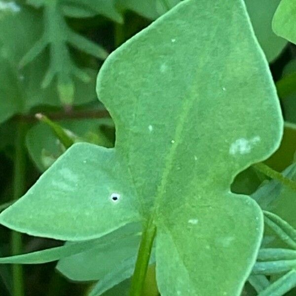 Rumex scutatus Leaf