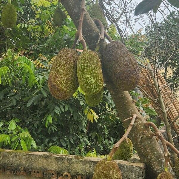 Artocarpus integer Fruit