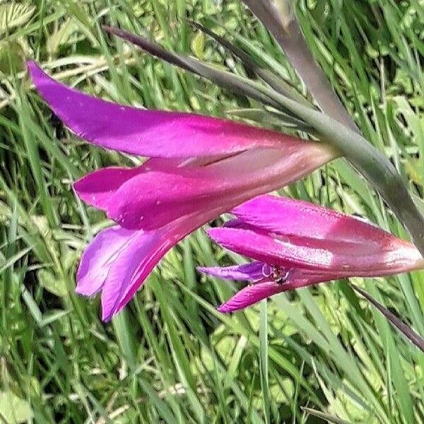 Gladiolus italicus Blüte