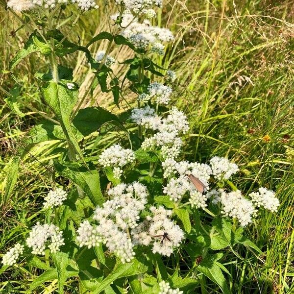 Eupatorium perfoliatum Flower