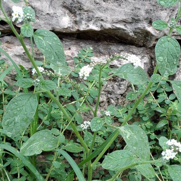 Heliotropium europaeum Характер