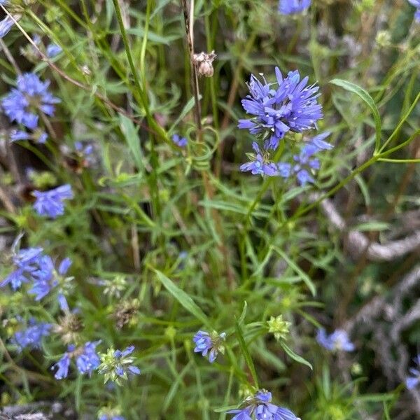 Gilia capitata Flower