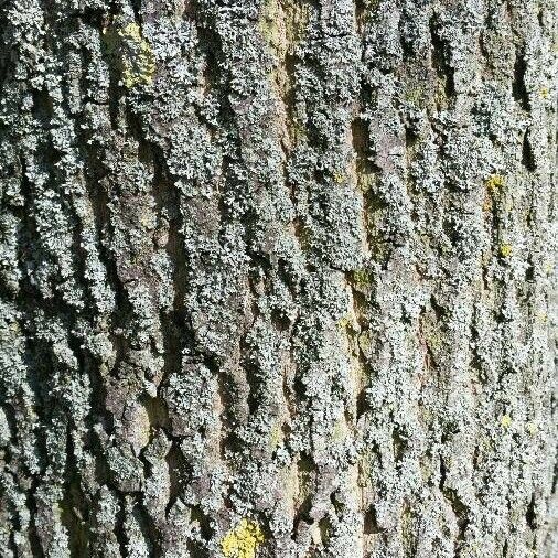 Acer platanoides Bark