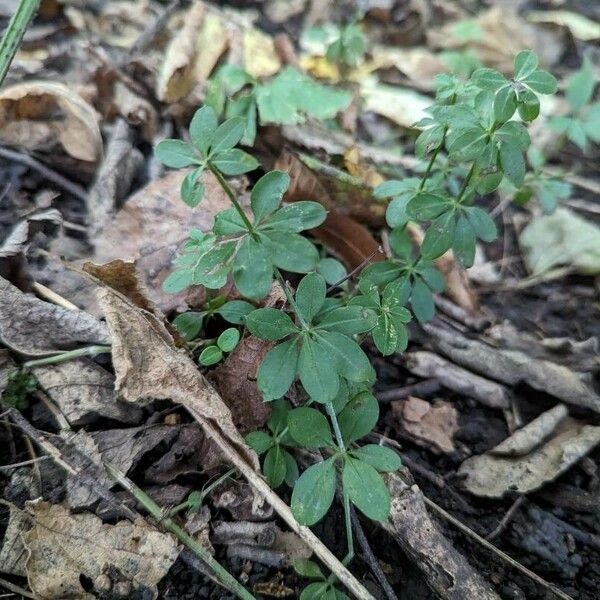 Galium triflorum Ліст